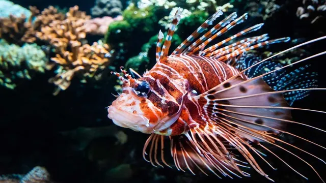 how to keep sea fish in aquarium