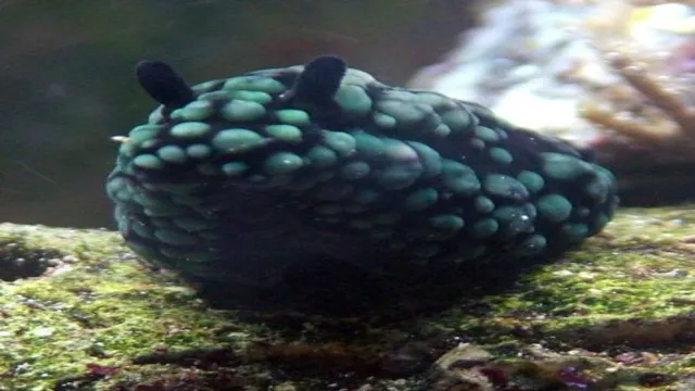 how to keep sea slug aquarium