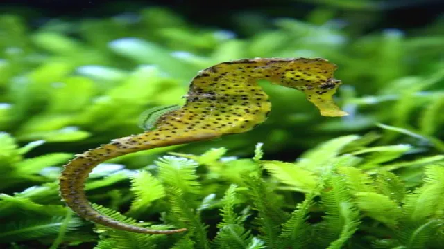 how to keep seahorses in aquarium