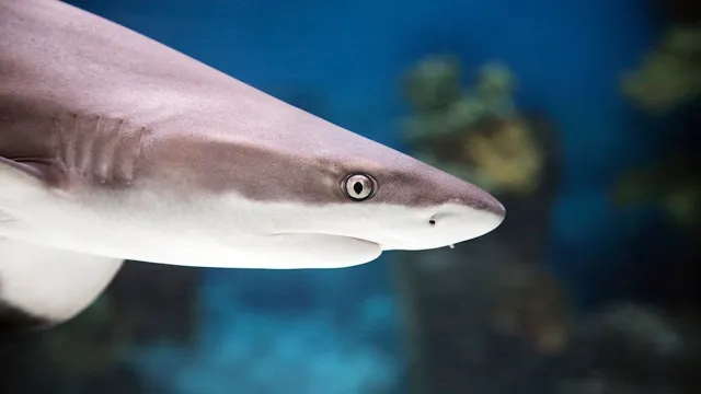 how to keep sharks in aquariums