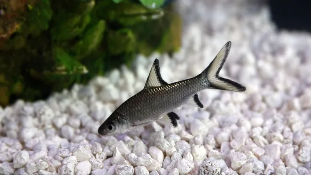 How to Keep Sharks in Aquariums: Tips and Tricks for a Successful Experience