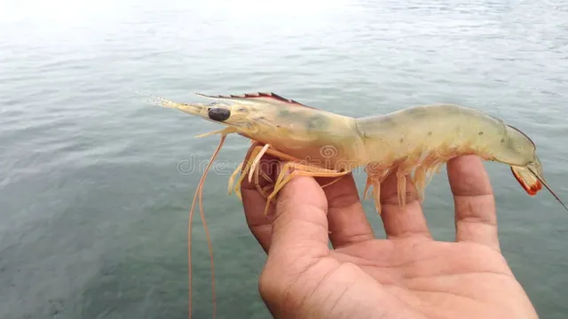 how to keep shrimp alive in an aquarium