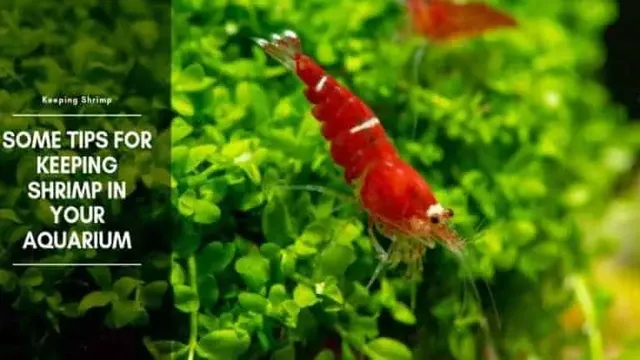 how to keep shrimp in aquarium