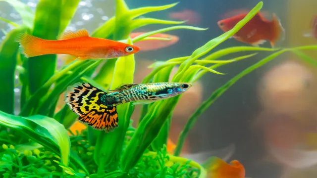 How to Keep Small Fish Out of an Aquarium Weir: Tips and Tricks