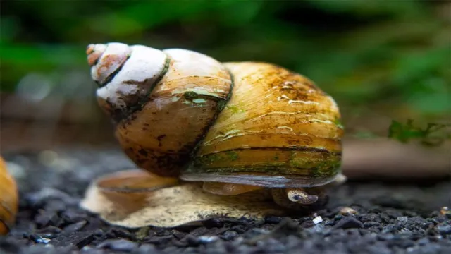 How to Keep Snail Population Down in Aquarium: Effective Tips and Methods