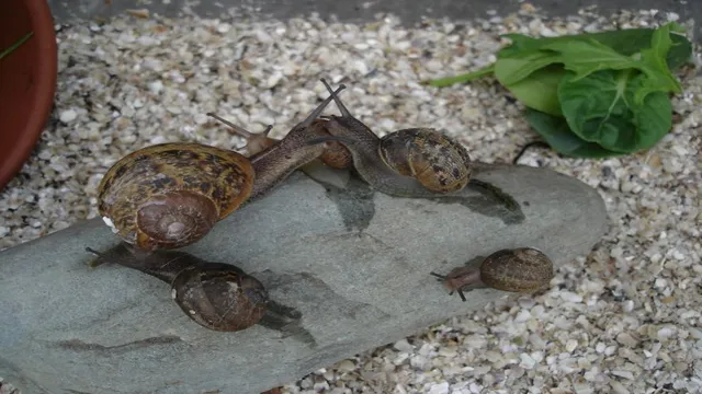 How to Keep Snails from Crawling Out of Aquarium: Proven Ways to Ensure Your Tank Stays Snail-Free