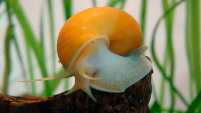 How to Keep Snails from Over Breeding in Aquarium: Tips and Tricks