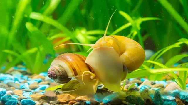 how to keep snails from taking over an aquarium