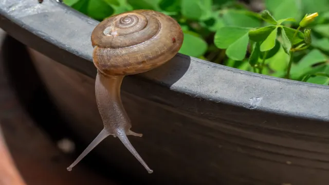 how to keep snails out of aquarium