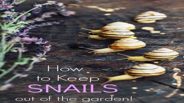 how to keep snails out of aquarium