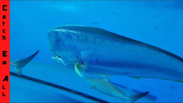 how to keep squid in an aquarium