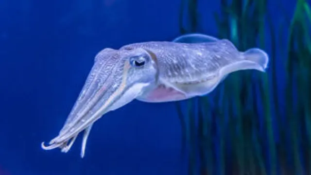 How to Keep Squid in an Aquarium: A Beginner’s Guide to Cephalopod Care