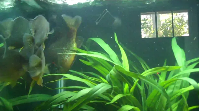 how to keep sunfish in an aquarium