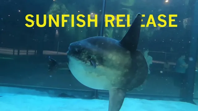 How to Keep Sunfish in an Aquarium: A Guide to Proper Care and Maintenance