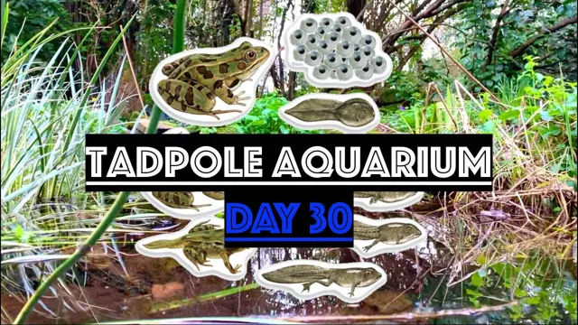 how to keep tadpoles in an aquarium