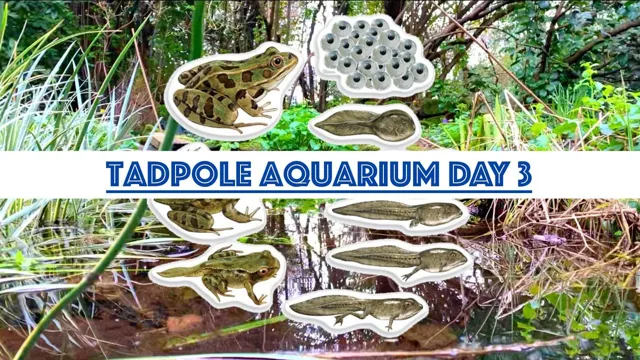 How to Keep Tadpoles in an Aquarium: Essential Tips for Raising Healthy Frogs