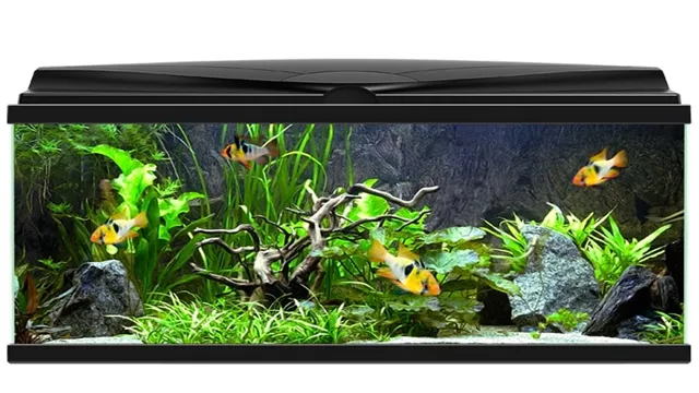 How to Keep the Aquarium Water Crystal Clear: Top Tips for an Optimal Aquarium Environment