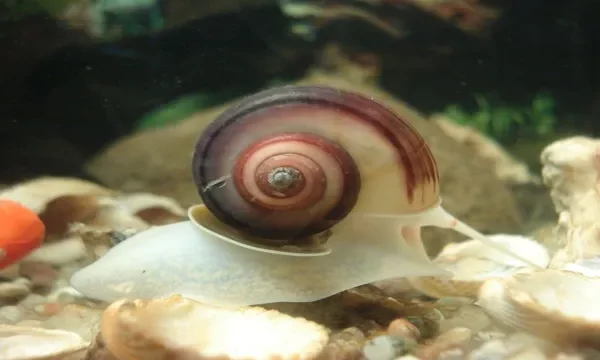 Aquariums lab How to Keep the Snails in My Aquarium…