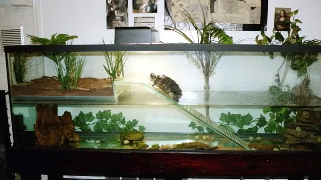 how to keep tortoise in aquarium