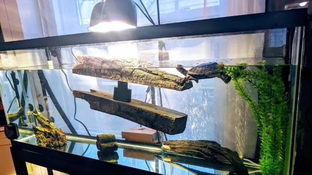 how to keep turtle aquarium clean