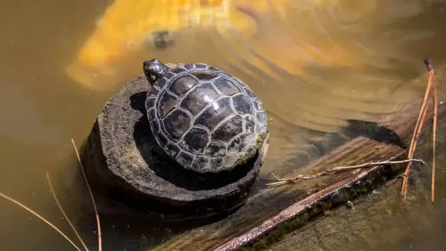 How to Keep Turtle aquarium Water Clean: Tips and Tricks for Crystal Clear Tank Water