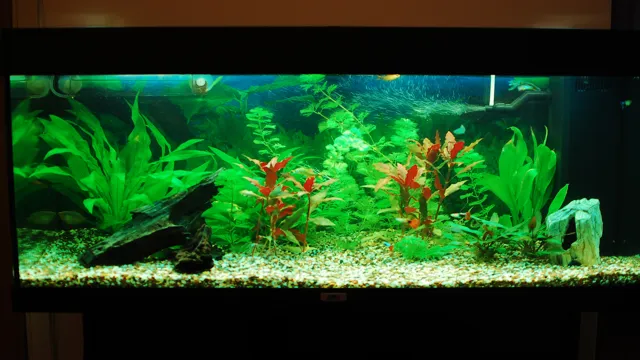 How to Keep Water Temp Down in Freshwater Aquarium: Tips and Tricks