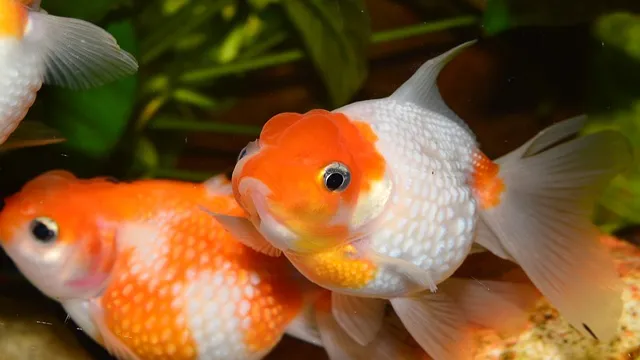 How to Keep Water Temp in Goldfish Aquarium Cool: Effective Tips and Tricks