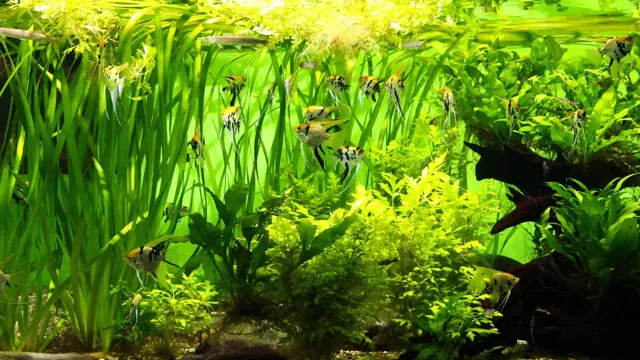how to keep well aquarium plant