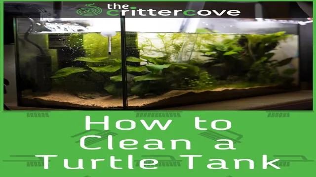 how to keep your turtle aquarium clean