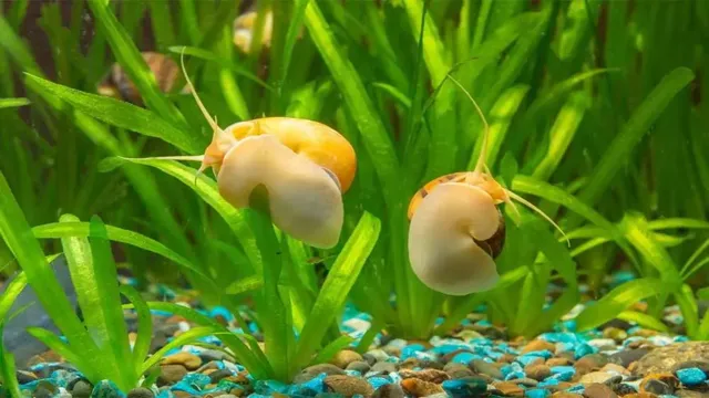 how to kiill aquarium snails