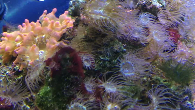 how to kill aiptasia in saltwater aquarium