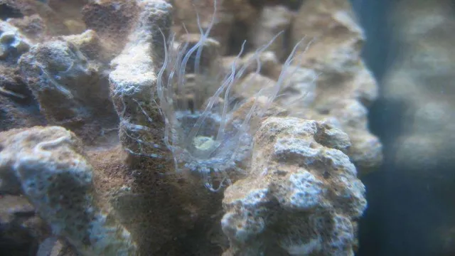 How to Kill Aiptasia in Saltwater Aquarium: The Ultimate Guide