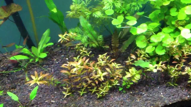 how to kill algae bloom in aquarium