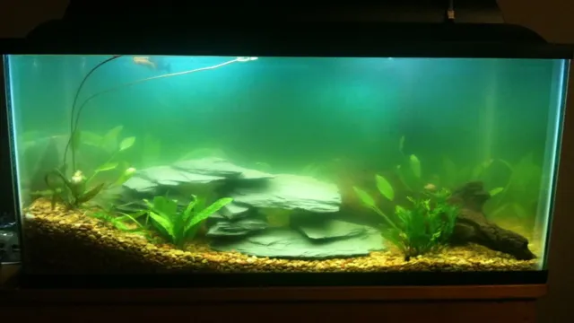 how to kill algae bloom in aquarium