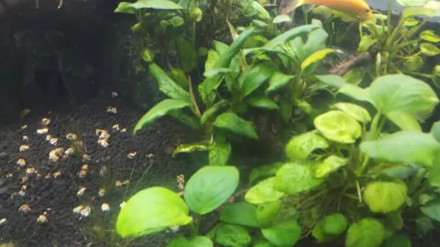 How to Kill Algae in Freshwater Aquarium: Top Solutions for a Clear Tank