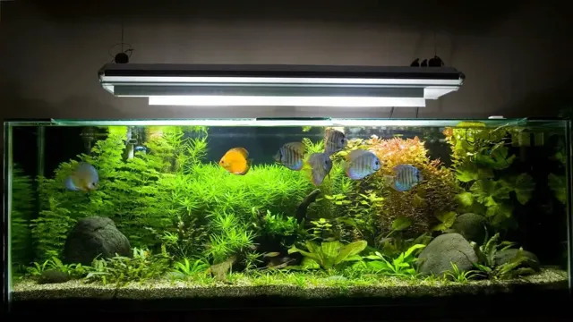 How to Kill Algae in My Aquarium: Effective Tips and Techniques