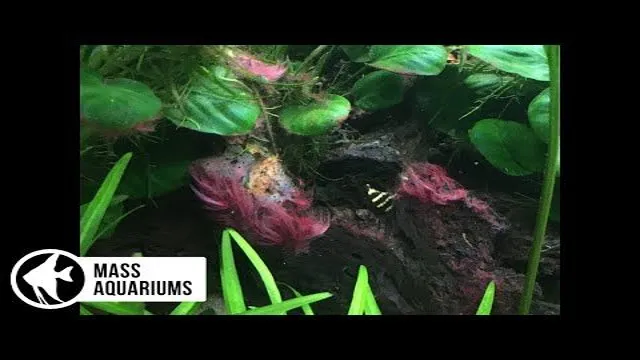 how to kill algae in planted aquarium