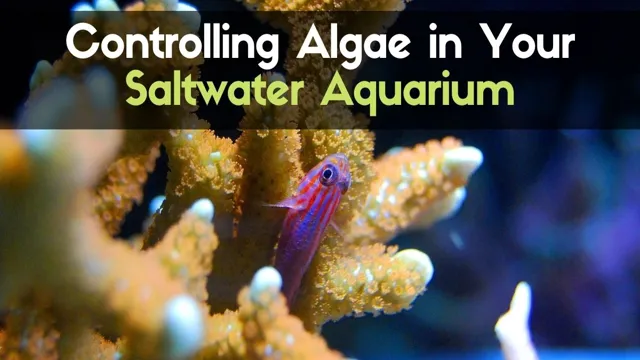 how to kill algae in saltwater aquarium