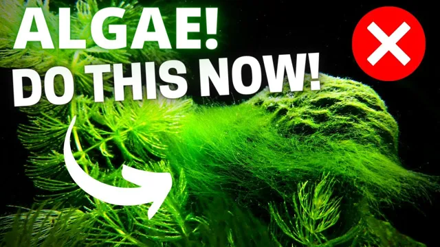 how to kill algae on aquarium rocks