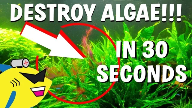 how to kill algae on plastic aquarium plants