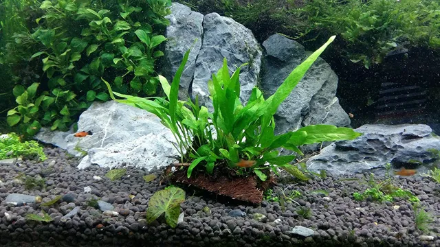 how to kill algea on.aquarium live plant