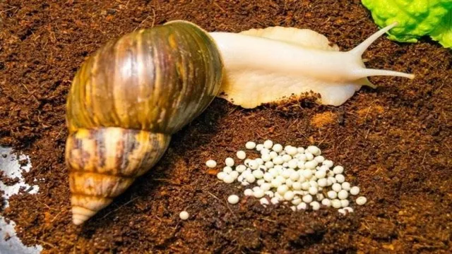 How to Kill All Snails in Aquarium: Effective Methods and Techniques