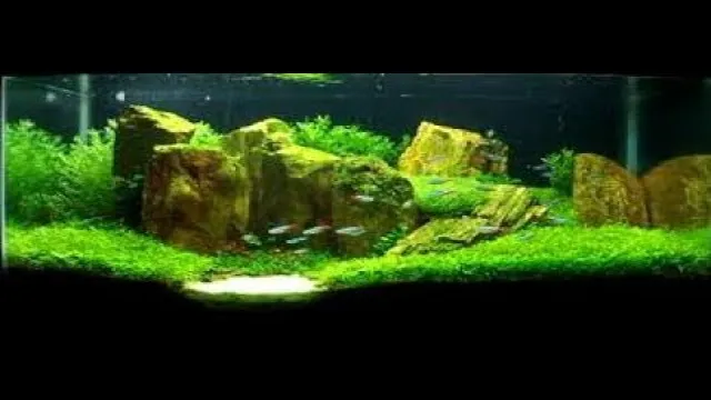 how to kill aquarium algae