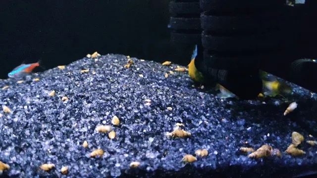 how to kill aquarium pond snails