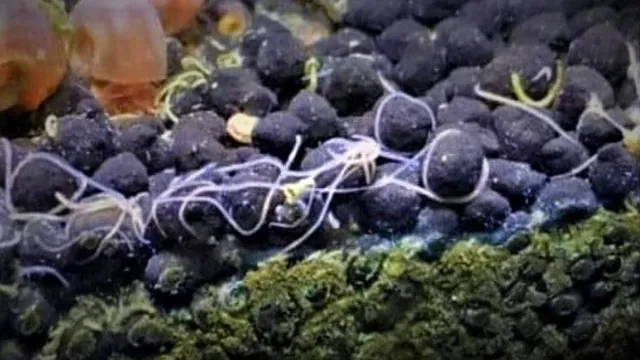 how to kill aquarium worms