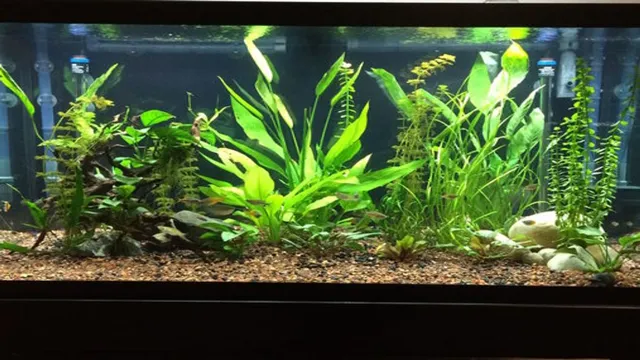 How to Kill BGA in a Freshwater Aquarium: Tips and Tricks for a Clean Tank