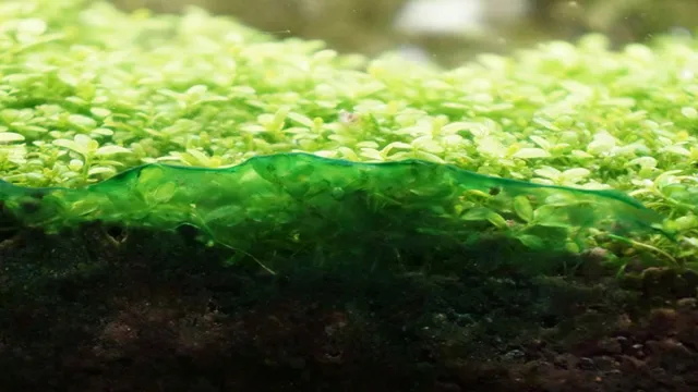 how to kill blue green algae cyanobacteria in aquarium
