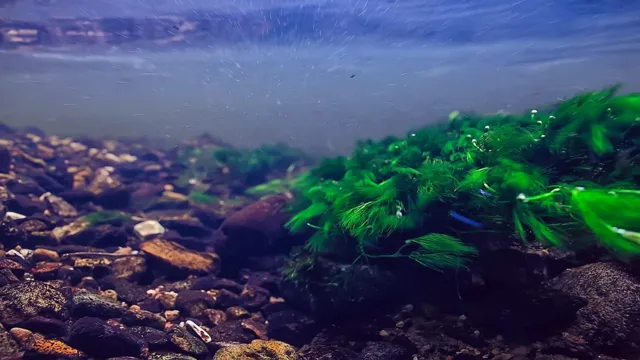 how to kill blue green algae cyanobacteria in aquarium