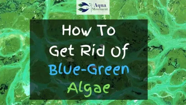 How to Kill Blue Green Algae in Aquarium: Tips and Tricks for Optimal Algae Removal