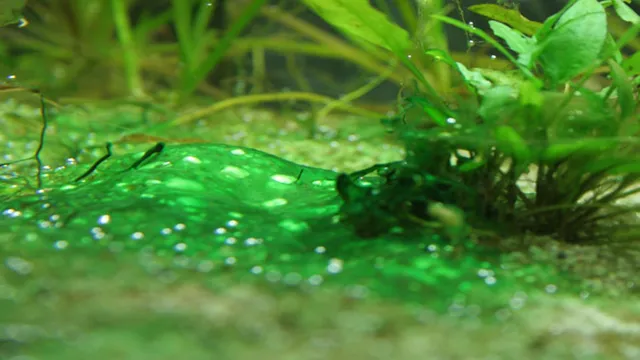 how to kill blue green algae in aquarium discus